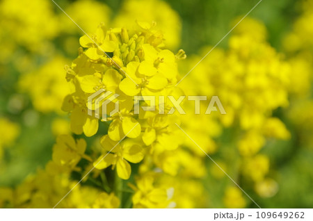 菜の花のある風景 菜の花のある風景 109649262