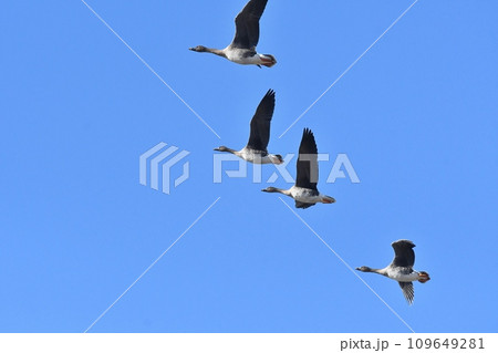 青空と水鳥たち 109649281