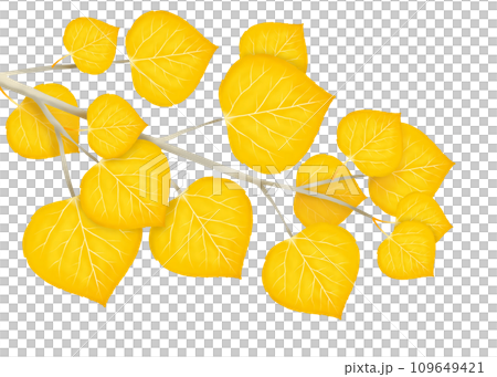 Autumn yellow poplar leaves and branches illustration Autumn yellow poplar leaves and branches illustration 109649421