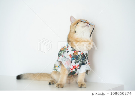 travel with gold british cat in summer cloth and live in pet friendly hotel travel with gold british cat in summer cloth and live in pet friendly hotel 109650274