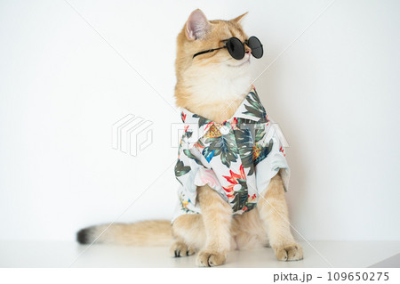 travel with gold british cat in summer cloth and live in pet friendly hotel 109650275