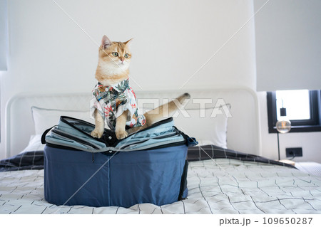 travel with gold british cat in summer cloth and live in pet friendly hotel 109650287