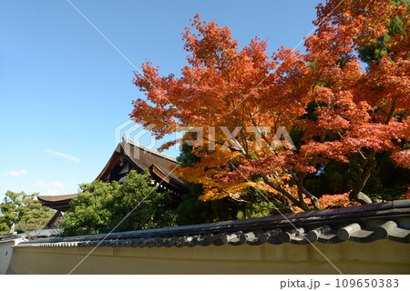 秋の大徳寺　境内のもみじの紅葉　京都市北区紫野 109650383