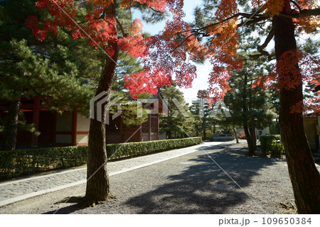 秋の大徳寺　境内の紅葉　京都市北区紫野 109650384