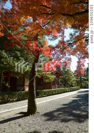 秋の大徳寺　境内の紅葉　京都市北区紫野 109650385