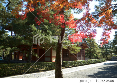 秋の大徳寺 境内の紅葉 京都市北区紫野 秋の大徳寺 境内の紅葉 京都市北区紫野 109650386