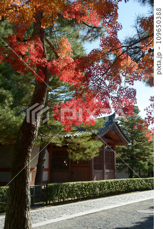 秋の大徳寺　境内の紅葉　京都市北区紫野 109650388