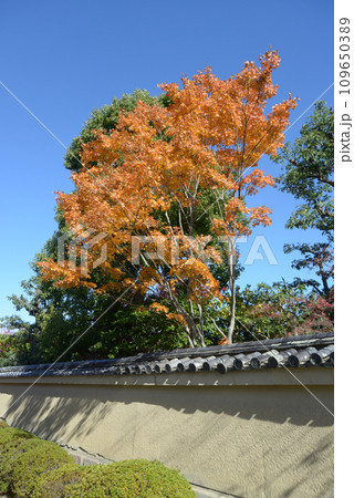 秋の大徳寺 境内の紅葉 京都市北区紫野 秋の大徳寺 境内の紅葉 京都市北区紫野 109650389