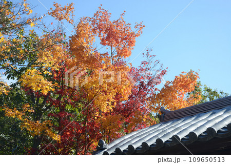秋の大徳寺　境内の紅葉　京都市北区紫野 109650513