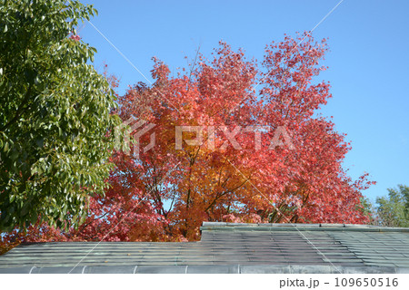 秋の大徳寺　境内の紅葉　京都市北区紫野 109650516