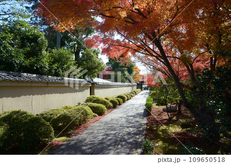 秋の大徳寺　芳春院参道の紅葉　京都市北区紫野 109650518