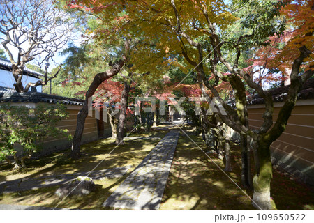 秋の大徳寺　龍光院境内の参道　京都市北区紫野 109650522