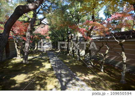 秋の大徳寺　龍光院境内の参道　京都市北区紫野 109650594