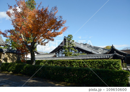秋の大徳寺 本坊 京都市北区紫野 秋の大徳寺 本坊 京都市北区紫野 109650600