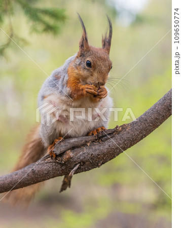 The squirrel with nut sits on a branches in the spring or summer. The squirrel with nut sits on a branches in the spring or summer. 109650774