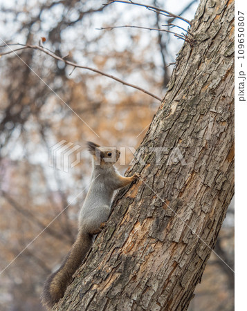 Squirrel sits on a branch in Autumn park Squirrel sits on a branch in Autumn park 109650807