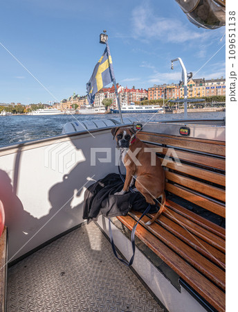 German Boxer Dog on excursion boat with the flag of Sweden on the beautiful tour in Stockholm Sweden 109651138