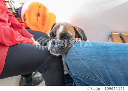 German Boxer Dog on excursion boat with the flag of Sweden on the beautiful tour in Stockholm Sweden 109651141