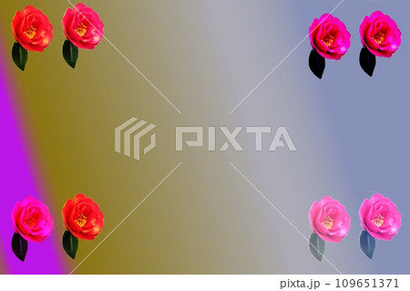 ツバキの花　シンプルなフレーム 109651371