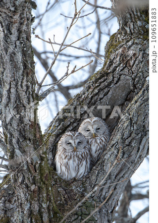 エゾフクロウの夫婦 109651883