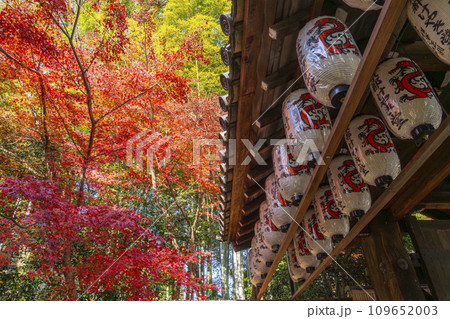 秋の京都　高台寺　紅葉に包まれた台所門（臺所門） 109652003