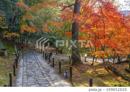 秋の京都 高台寺 霊屋へ向かう紅葉に包まれた石畳の参道 秋の京都 高台寺 霊屋へ向かう紅葉に包まれた石畳の参道 109652020