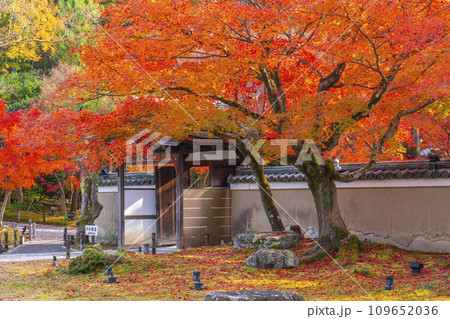 秋の京都 高台寺 紅葉に包まれた開山堂前庭園 中門 秋の京都 高台寺 紅葉に包まれた開山堂前庭園 中門 109652036