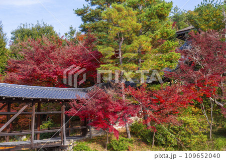 秋の京都 高台寺 紅葉に包まれた臥龍廊 秋の京都 高台寺 紅葉に包まれた臥龍廊 109652040