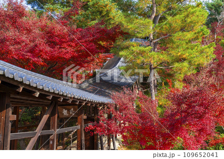 秋の京都　高台寺　紅葉に包まれた臥龍廊 109652041