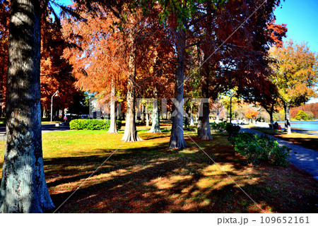 晩秋の水元公園 紅葉したラクウショウの森の風景 109652161
