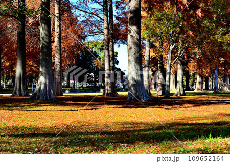 晩秋の水元公園 紅葉したラクウショウの森の風景 109652164