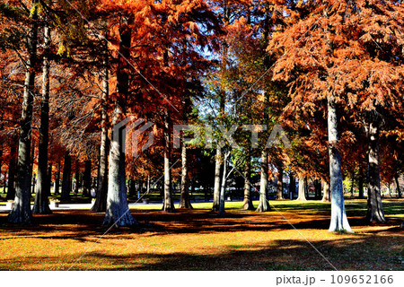 晩秋の水元公園 紅葉したラクウショウの森の風景 109652166
