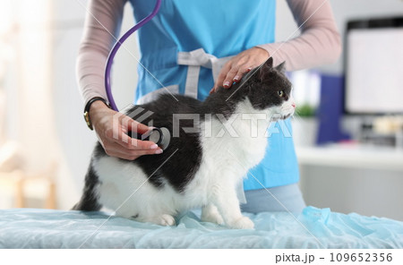 Woman veterinarian listening to cat lungs with stethoscope Woman veterinarian listening to cat lungs with stethoscope 109652356