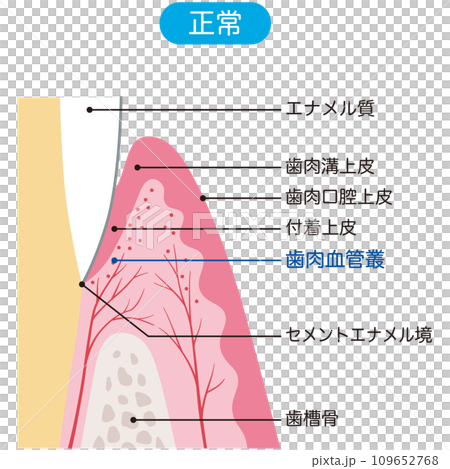 牙齒結構斷面牙齦 109652768