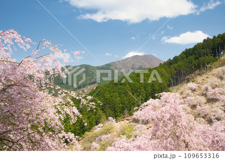 高見の里(しだれ桜・高見山)　【奈良県吉野郡東吉野村】 109653316