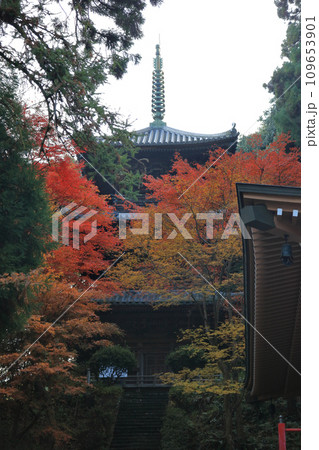 紅葉の名所「四国別格二十霊場第十番札所西山興隆寺」大師堂横から見上げる三重塔 109653901