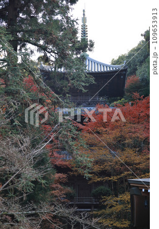 紅葉の名所「四国別格二十霊場第十番札所西山興隆寺」三重塔（本堂から見上げる） 109653913