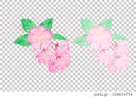 ハナカイドウ 109654754