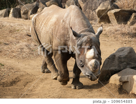 ヒガシクロサイが向かってくる 109654885
