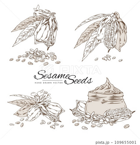 Vectorset of sketch drawing sesame seeds and oil, engraving glass jar sesame oil, plant with leaves, capsules and flower 109655001