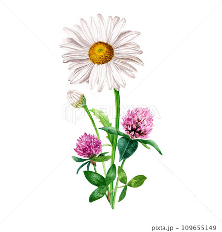 Composition, bouquet with white herb daisy, chamomile and red clover. Hand drawn botanical watercolor illustration isolated on white background. For clip art cards label package invitation 109655149