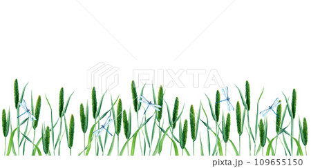 Banner, border with Timothy grass or cat tail grass and blue dragonflies, damselflies. Hand drawn botanical watercolor illustration isolated on white background. For clip art cards label package 109655150