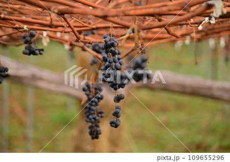 収穫後の残りのブドウ 109655296