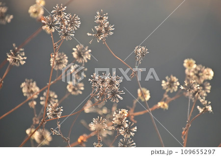 コセンダングサの種 109655297