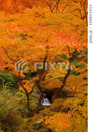 東京都檜原村にある神戸岩下を流れる神戸川の秋の風景 109655413