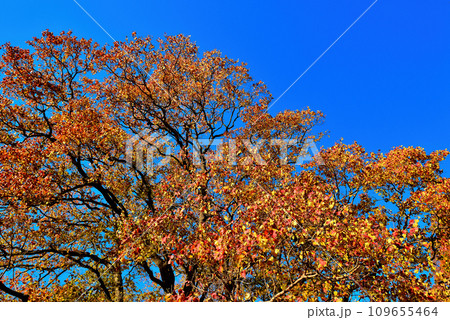 晩秋の水元公園 紅葉した桂の木の風景 109655464