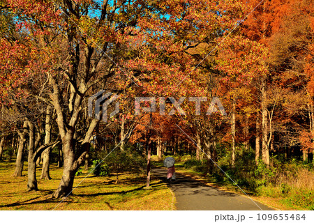 晩秋の水元公園 紅葉した桂の木の風景 晩秋の水元公園 紅葉した桂の木の風景 109655484