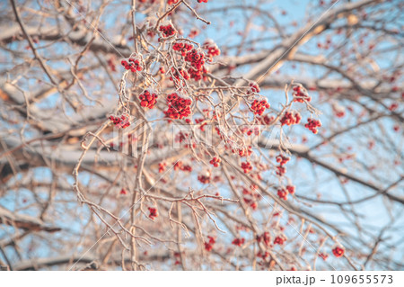 Red rowan in winter under the snow. Winter Concept Red rowan in winter under the snow. Winter Concept 109655573