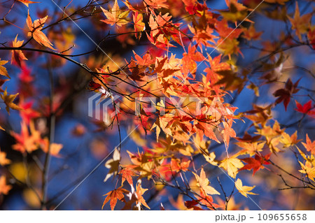 晩秋の福井県グリーンセンター 109655658