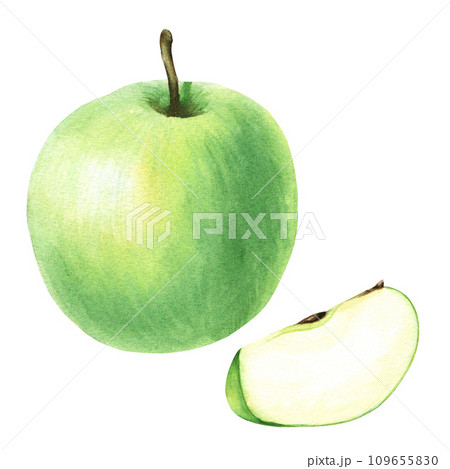 Green whole apple and slice. Hand drawn botanical watercolor illustration isolated on white background. For clip art, cards, menu Green whole apple and slice. Hand drawn botanical watercolor illustration isolated on white background. For clip art, cards, menu 109655830